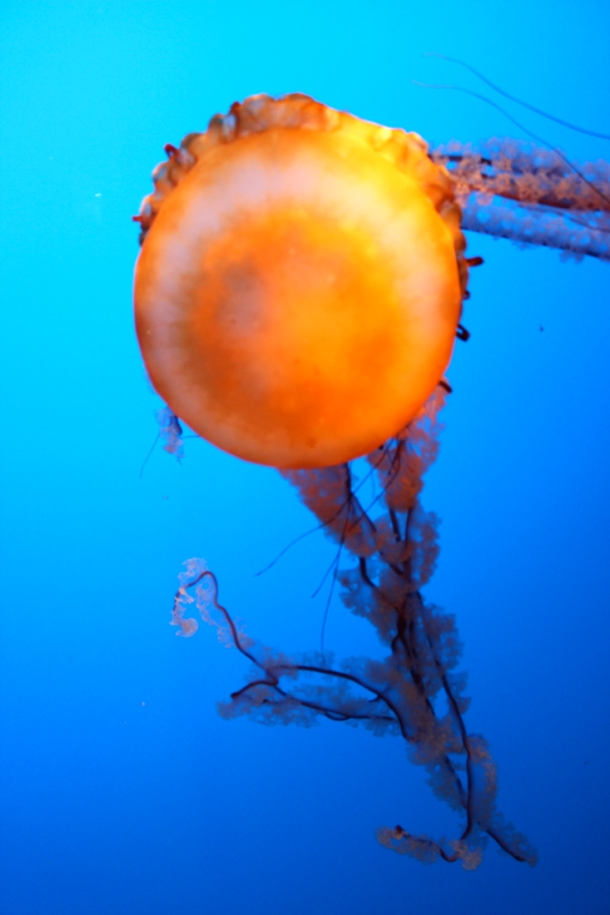 jellyfish, Aquarium